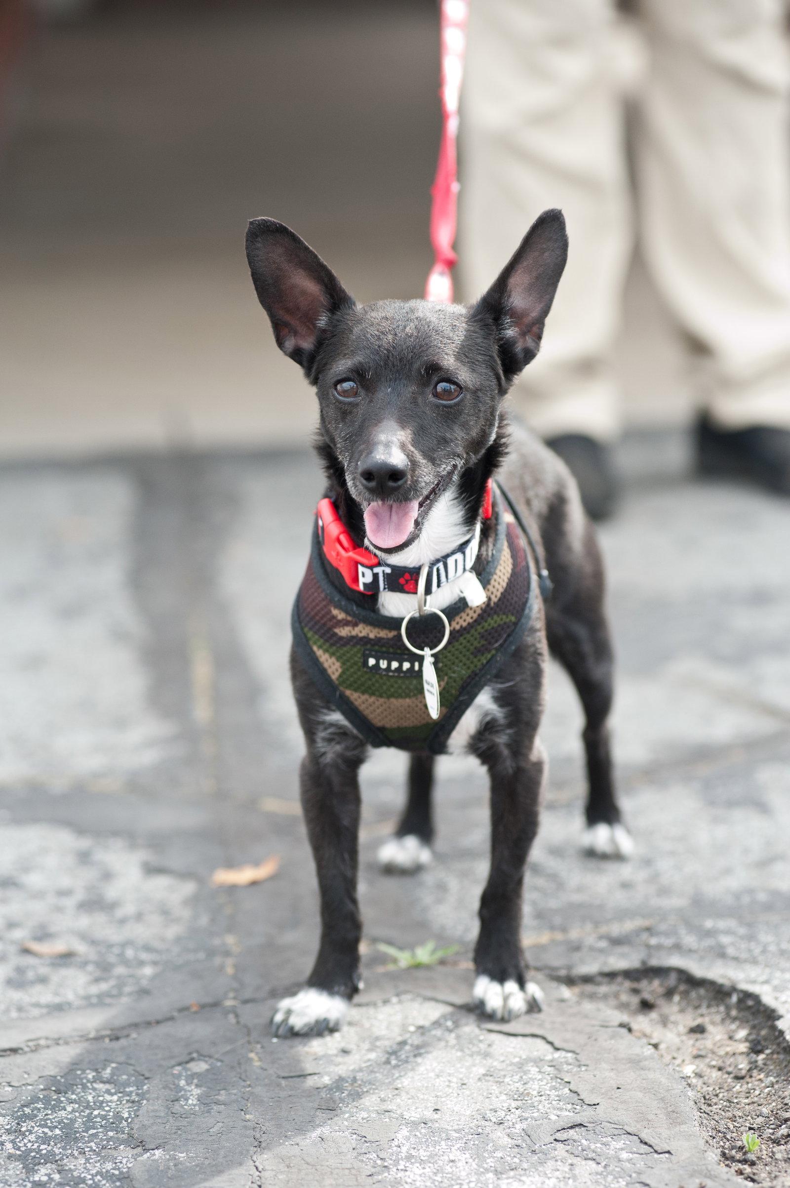 Clifford, a Adopted Chihuahua in San Jose, CA image 2/3