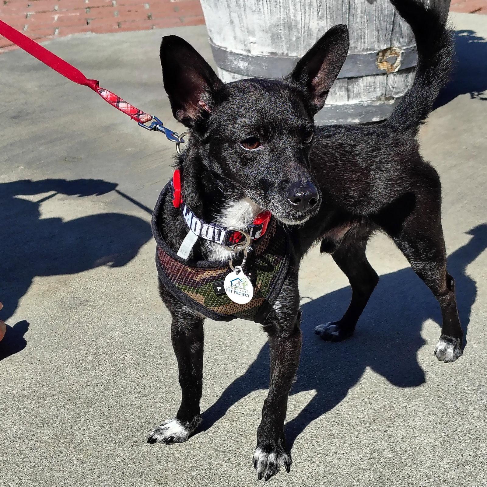 Clifford, a Adopted Chihuahua in San Jose, CA image 3/3