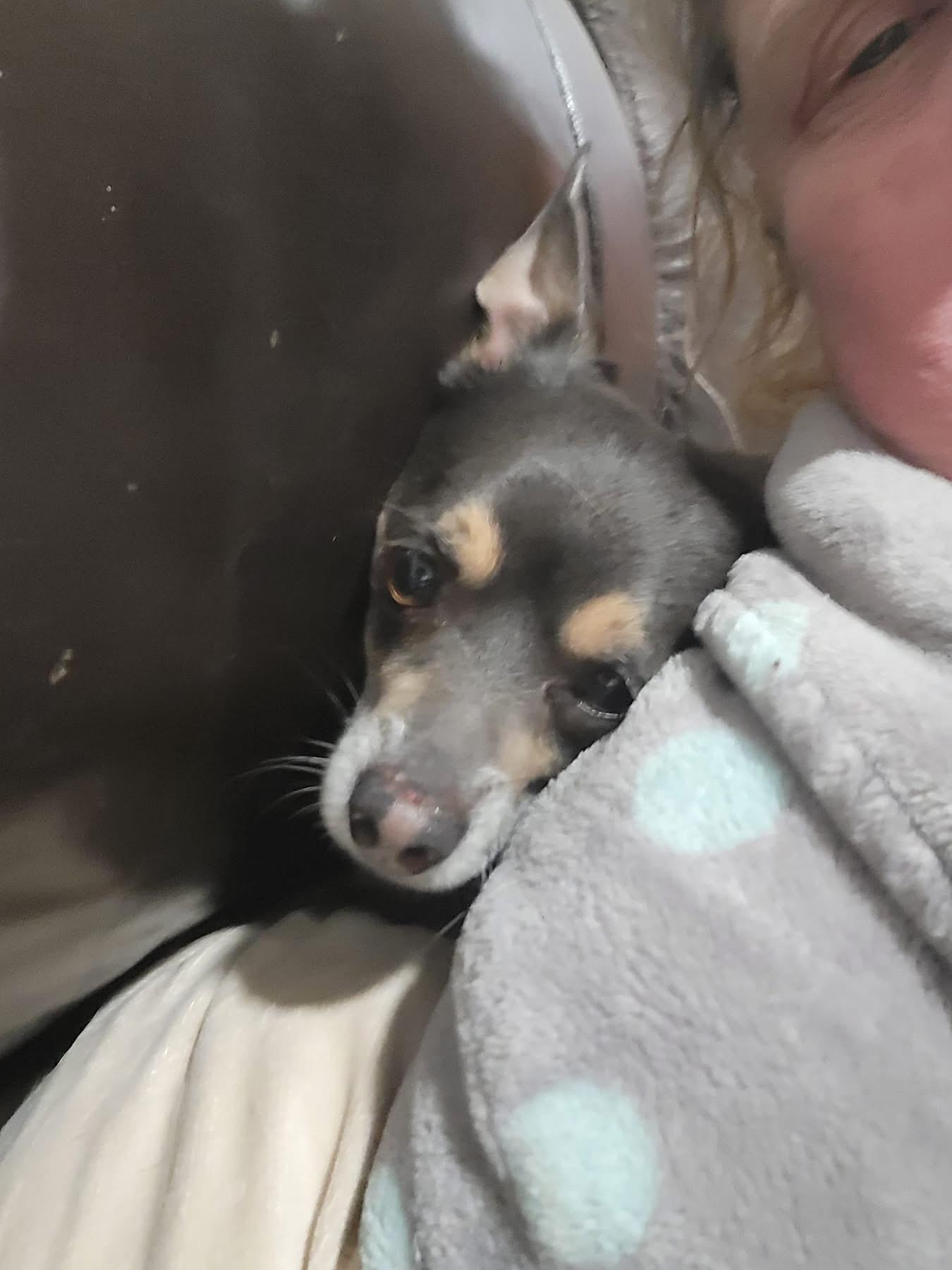 Toby, an adopted Chihuahua in Fountaintown, IN image 3/4