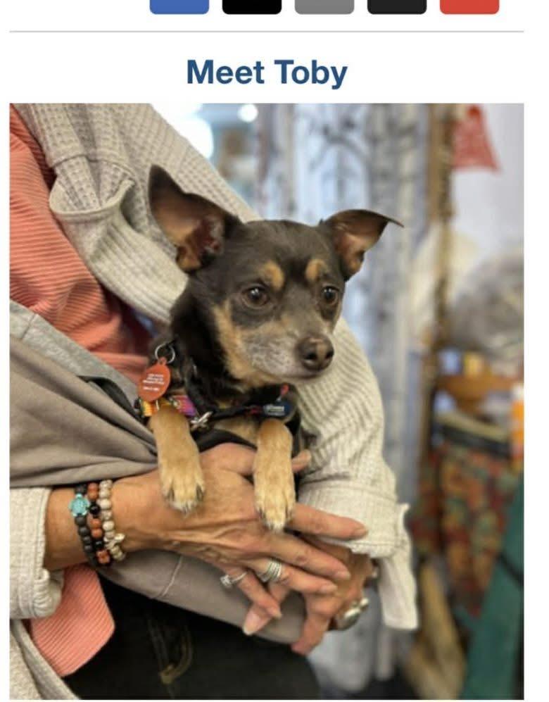 Toby, an adopted Chihuahua in Fountaintown, IN image 4/4