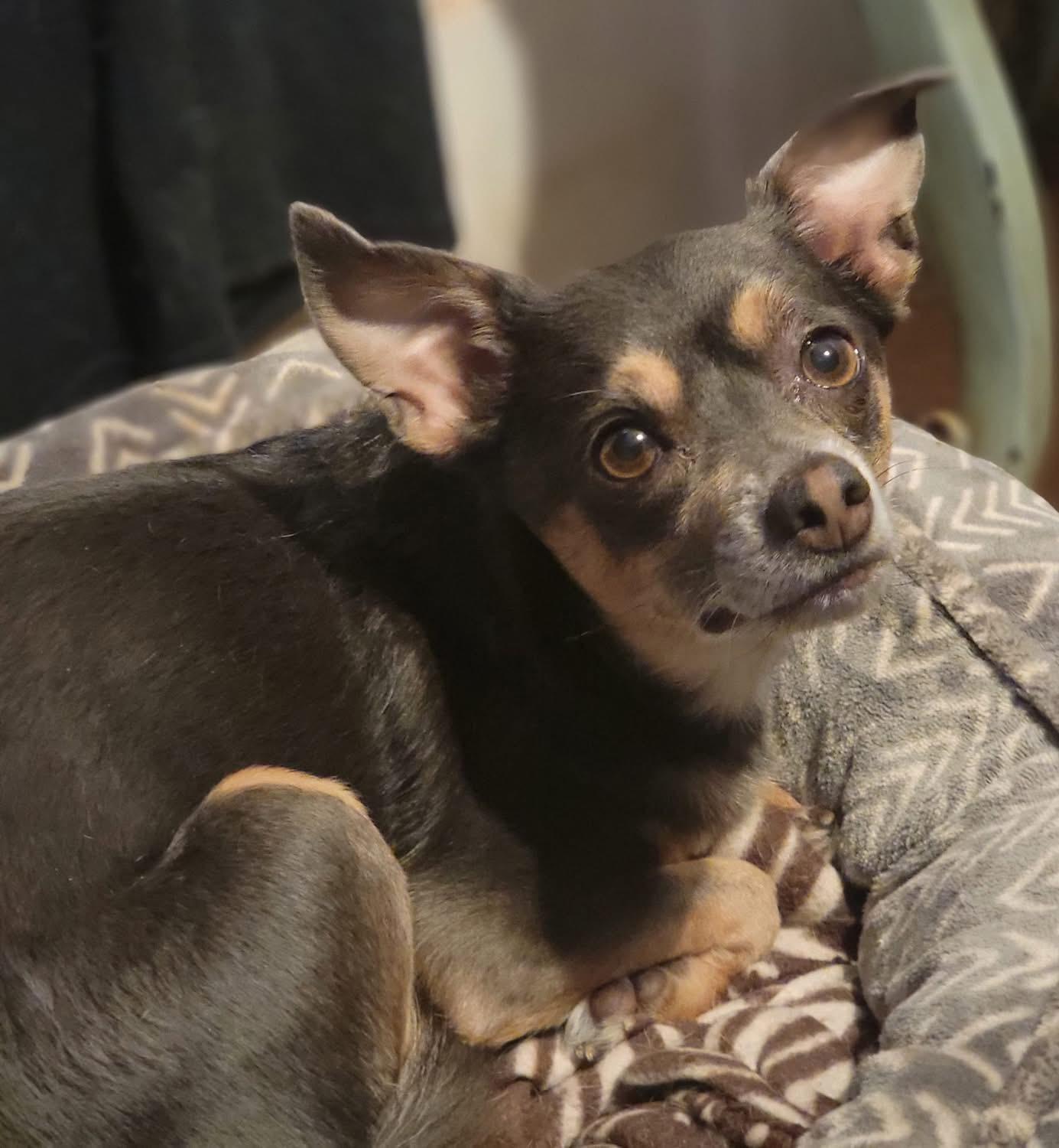 Toby, an adopted Chihuahua in Fountaintown, IN image 1/4