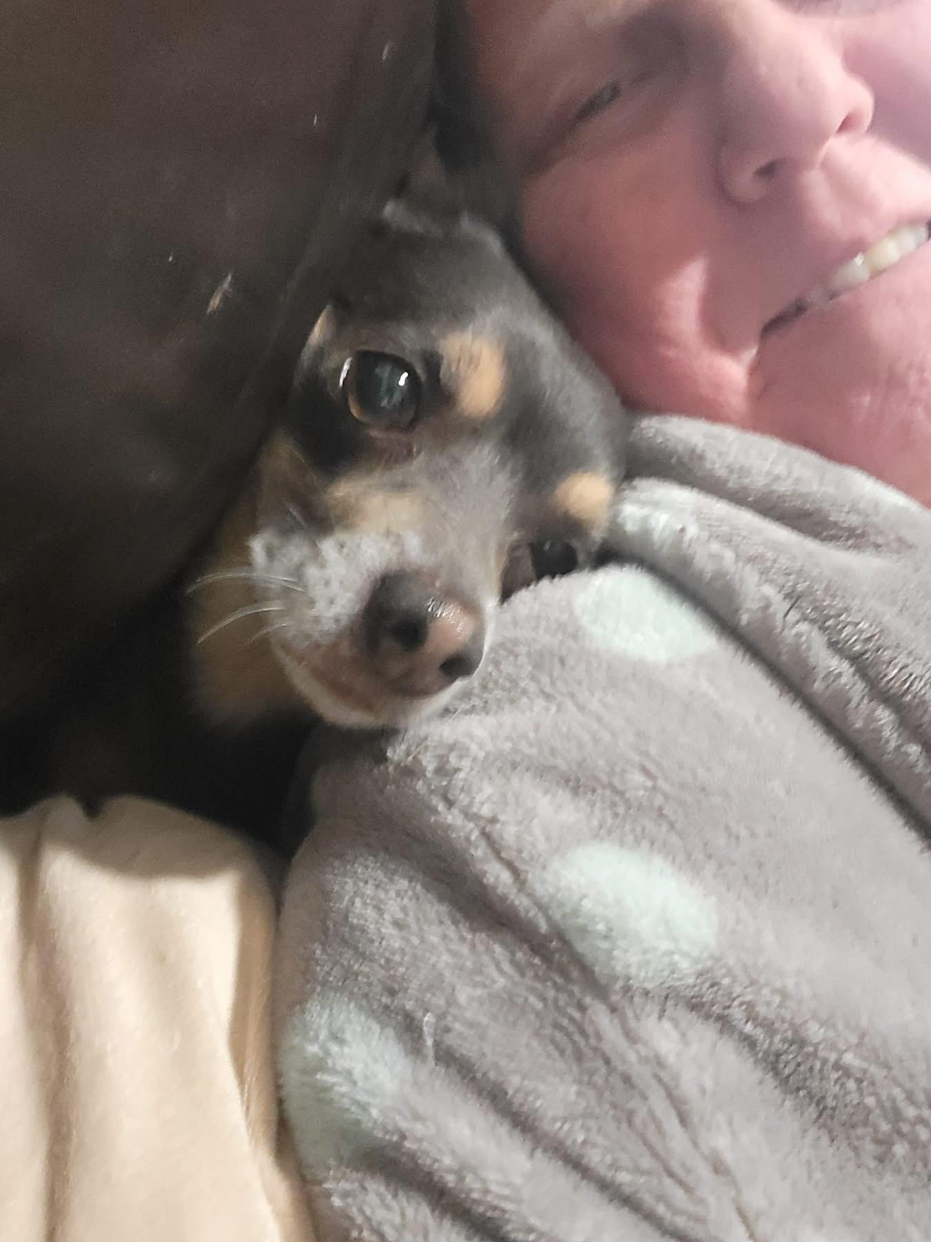 Toby, an adopted Chihuahua in Fountaintown, IN image 2/4