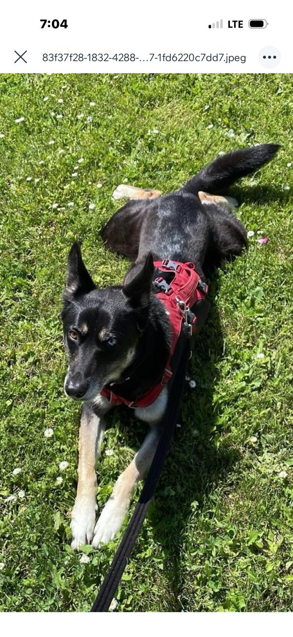 Enlarge Lettie, a ADOPTABLE mixed breed in Deer Park, WA image 3/4