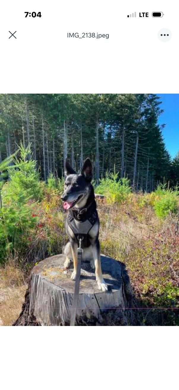 Enlarge Lettie, a ADOPTABLE mixed breed in Deer Park, WA image 4/4