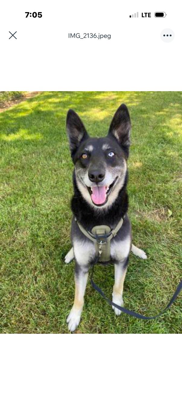 Enlarge Lettie, a ADOPTABLE mixed breed in Deer Park, WA image 2/4