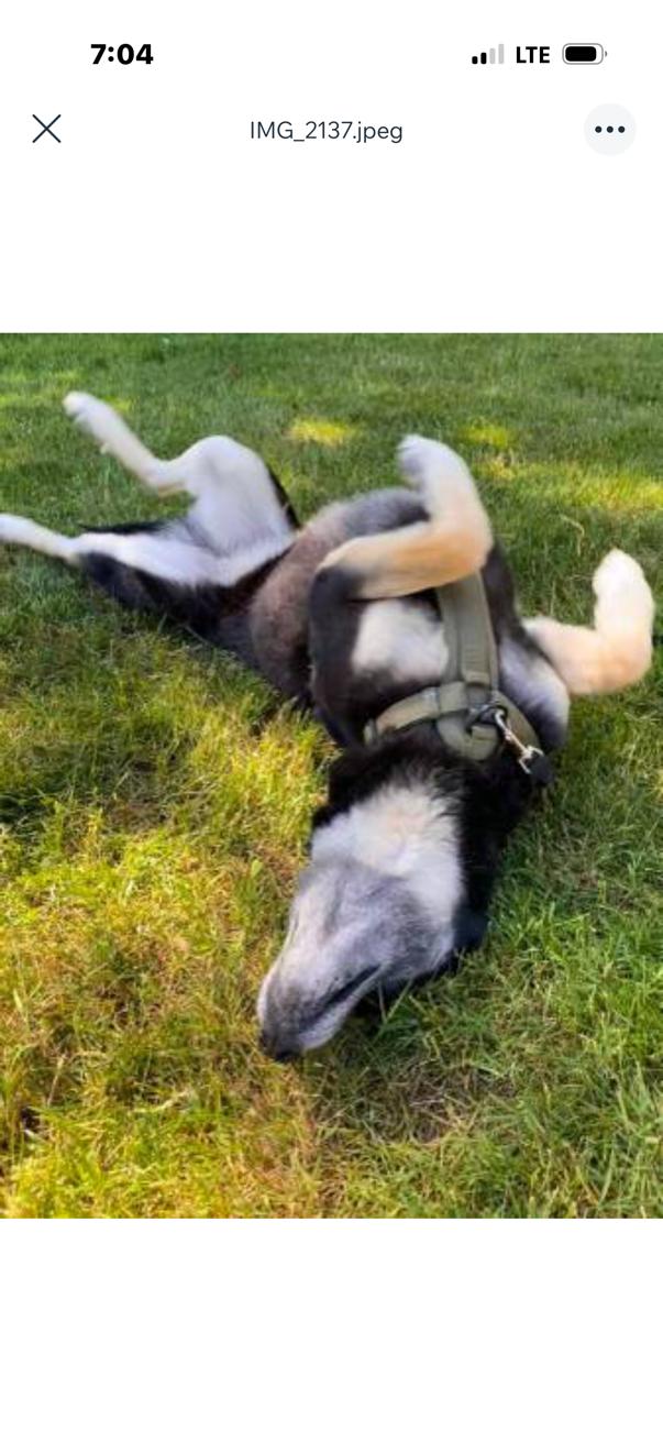 Lettie, ADOPTABLE, Adult Female Husky & German Shepherd Dog.