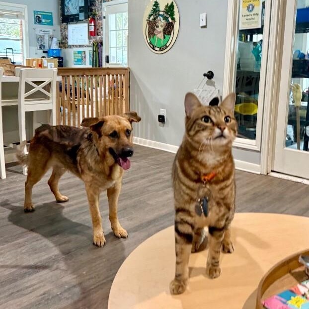 Henry Jo the Sweetheart Shepherd — thumbnail 3