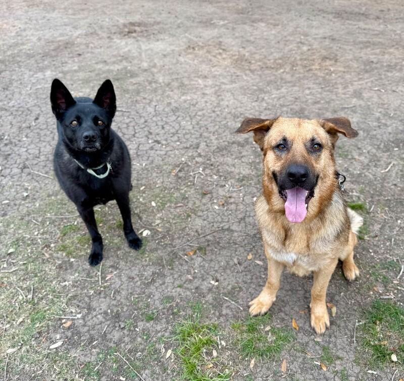 Henry Jo the Sweetheart Shepherd — thumbnail 4