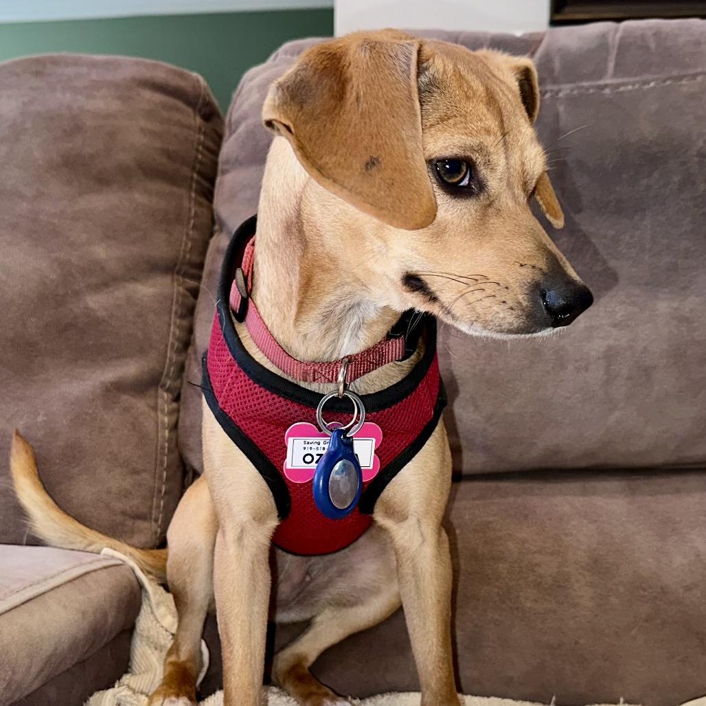 Ozetta, Adoptable, Young Female Terrier.