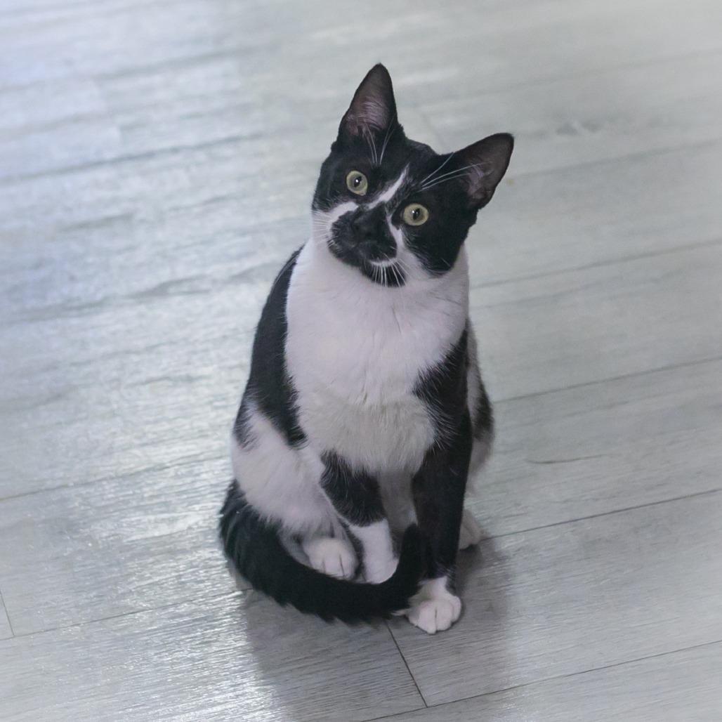 Jasper, Adoptable, Young Male Domestic Short Hair.