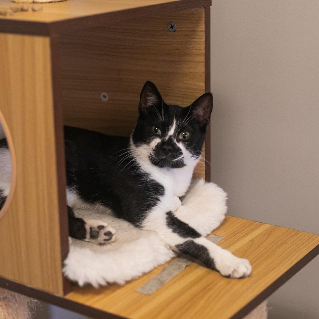 Enlarge Jasper, a Adoptable Domestic Short Hair in Ponte Vedra, FL image 2/4