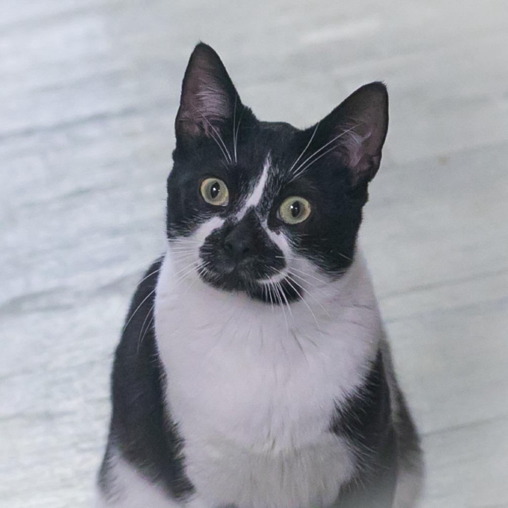 Enlarge Jasper, a Adoptable Domestic Short Hair in Ponte Vedra, FL image 3/4