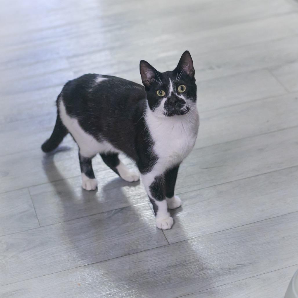 Enlarge Jasper, a Adoptable Domestic Short Hair in Ponte Vedra, FL image 4/4