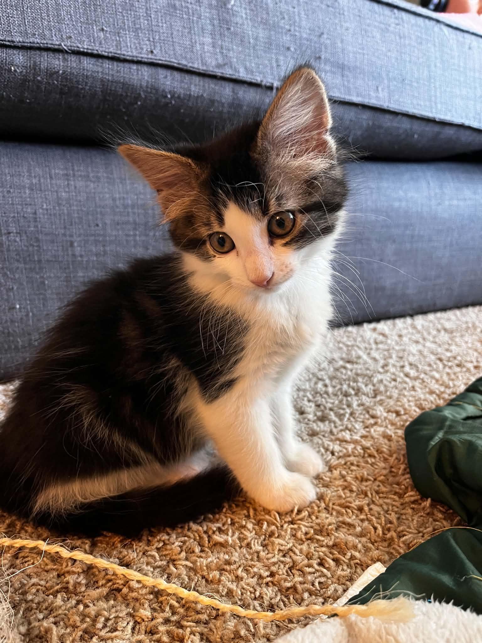 Enlarge Whiskers, a ADOPTABLE Domestic Medium Hair in Grand Rapids, MI image 2/2