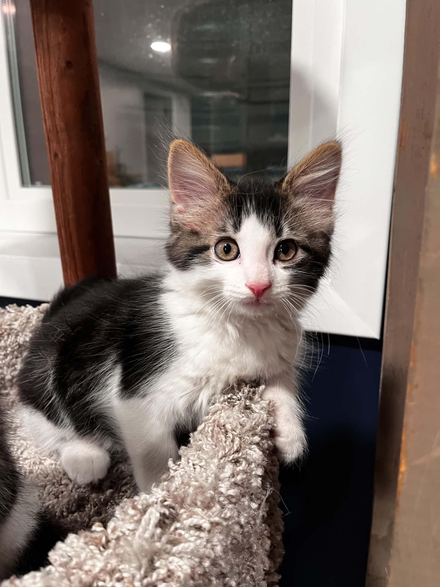 Whiskers, ADOPTABLE, Kitten Male Domestic Medium Hair.