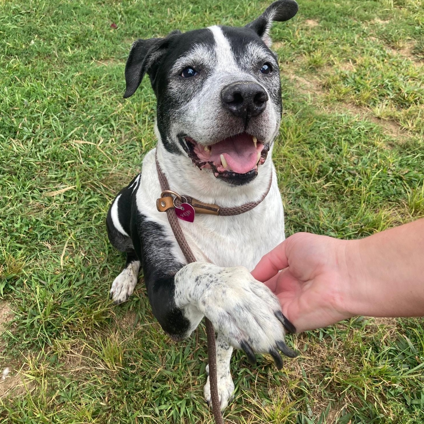 Enlarge Dexter, a Adoptable Mixed Breed in Mishawaka, IN image 1/6
