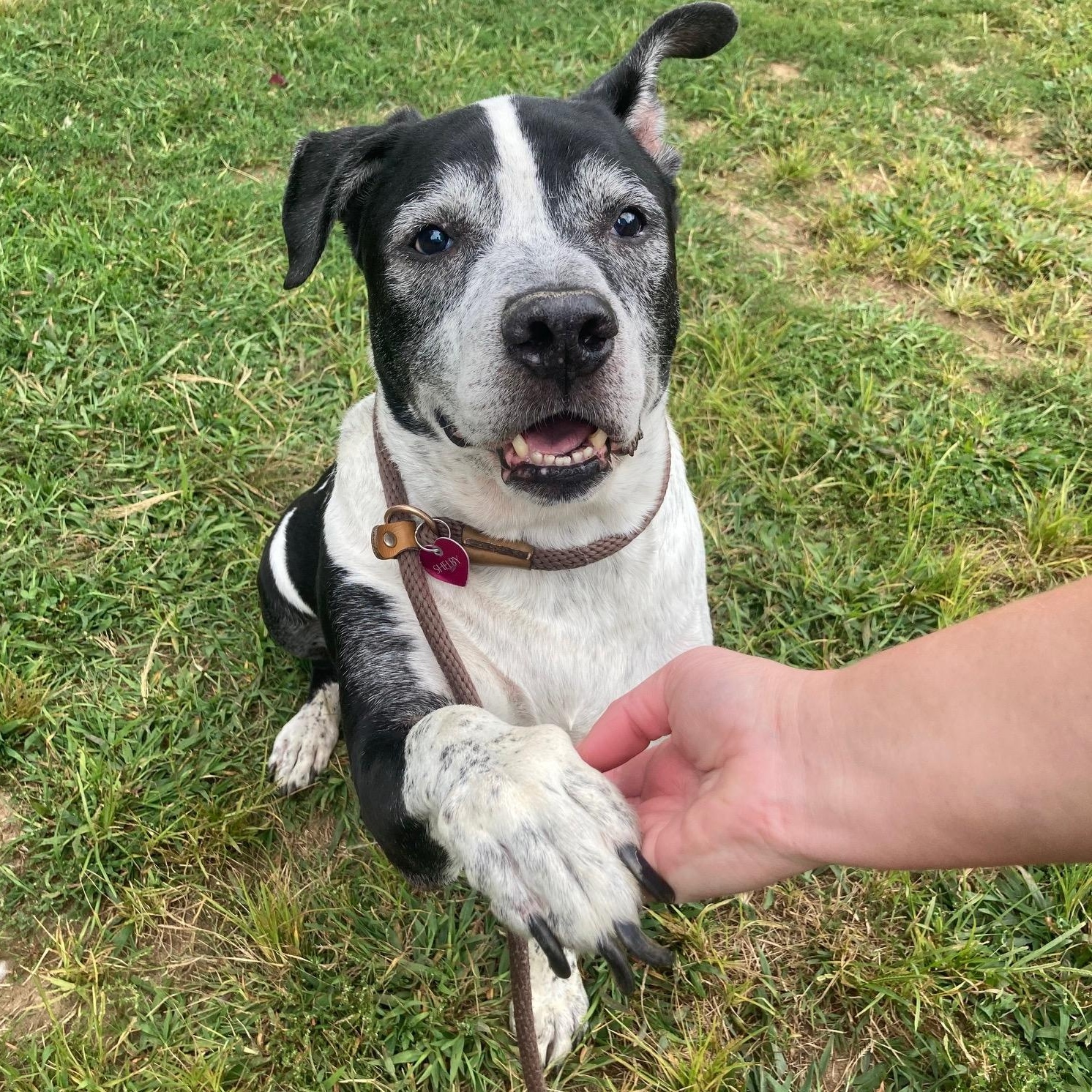 Enlarge Dexter, a Adoptable Mixed Breed in Mishawaka, IN image 3/6