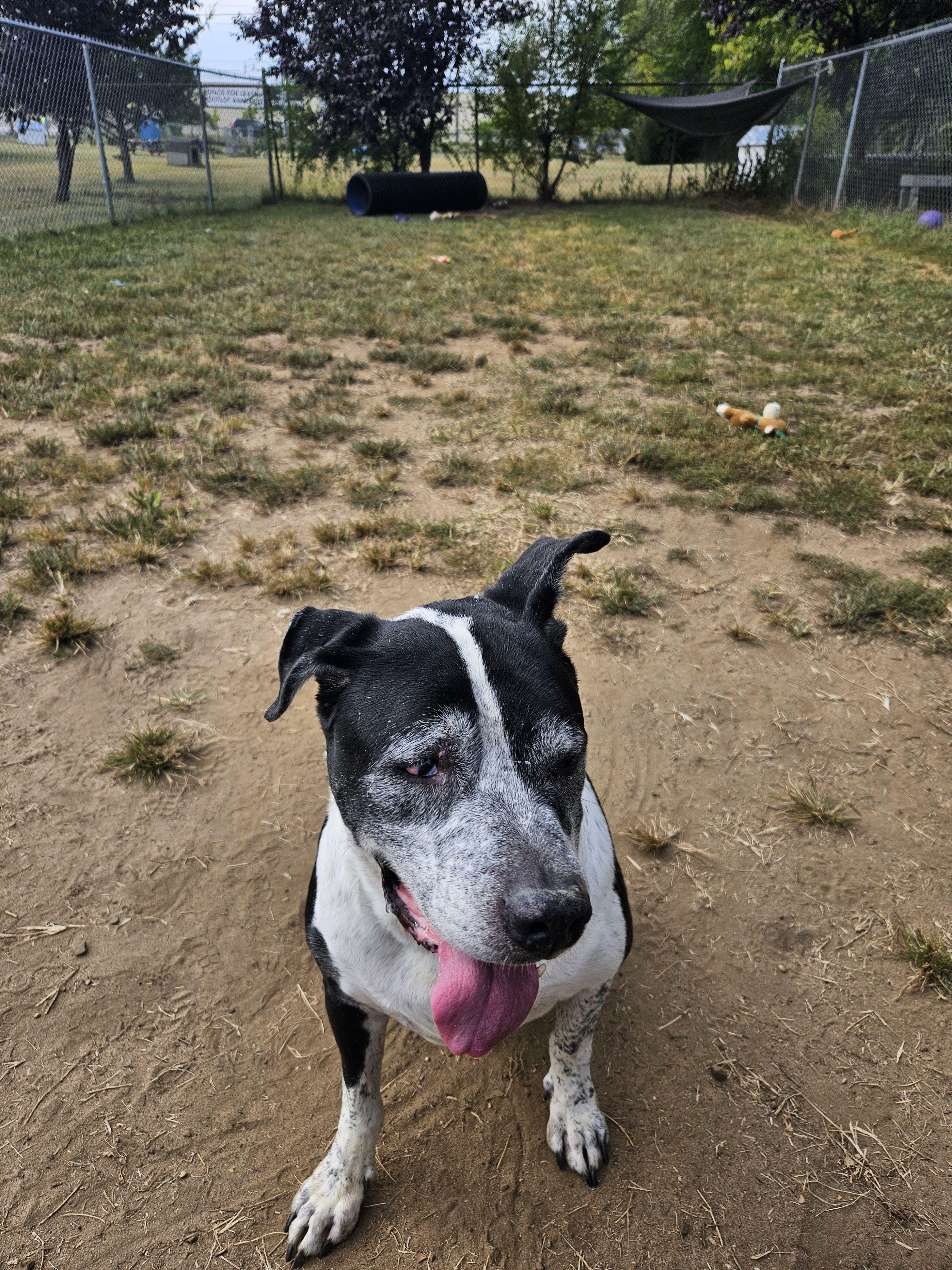 Enlarge Dexter, a Adoptable Mixed Breed in Mishawaka, IN image 4/6