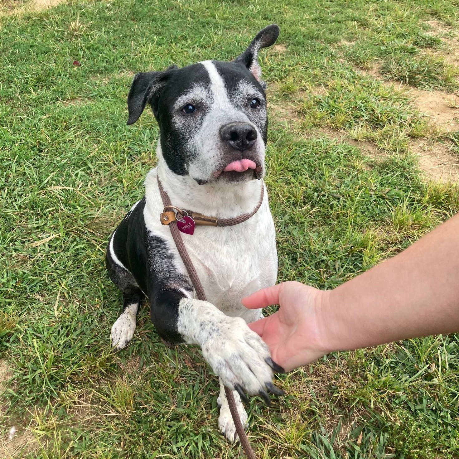 Enlarge Dexter, a Adoptable Mixed Breed in Mishawaka, IN image 5/6