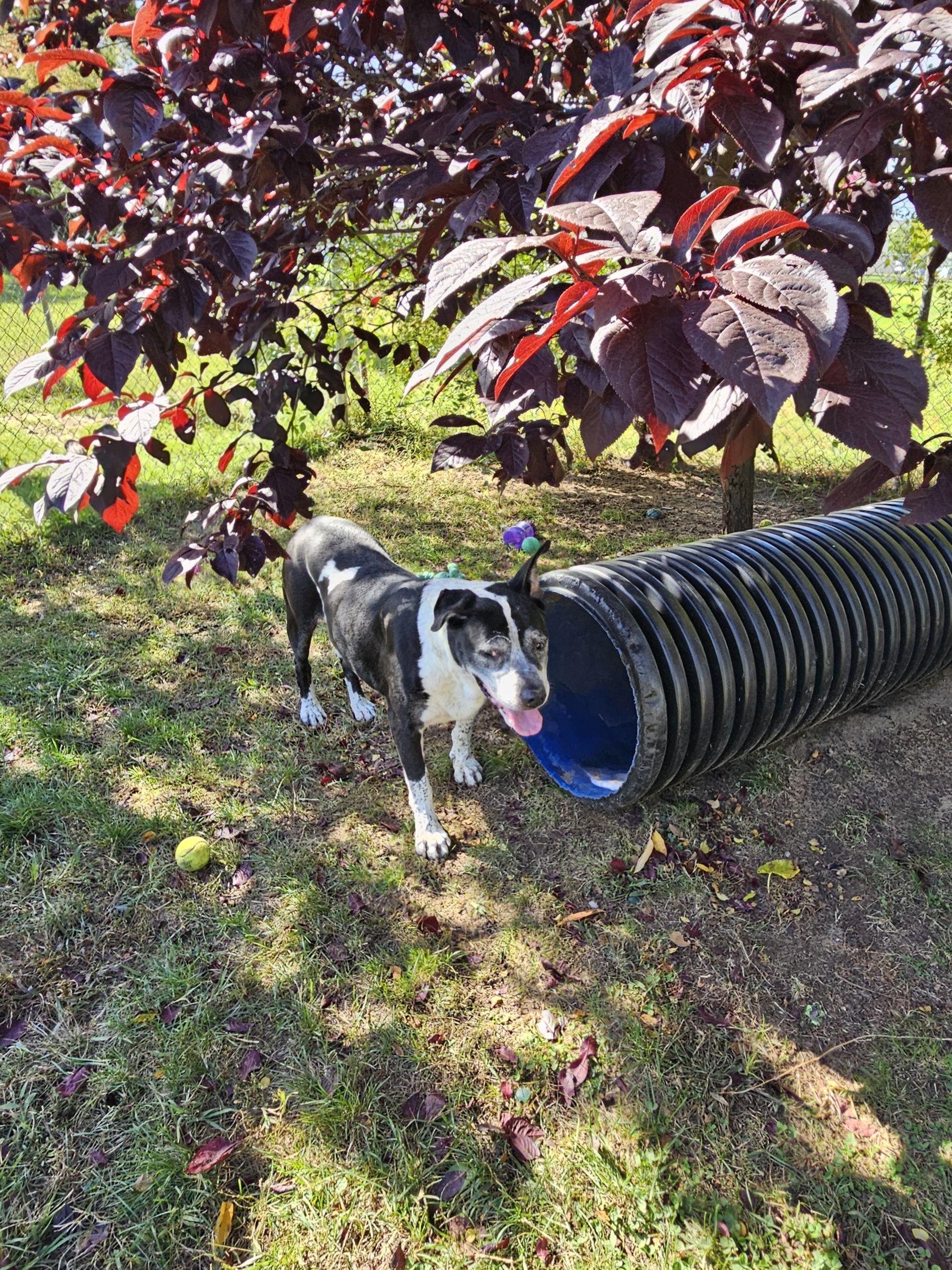 Enlarge Dexter, a Adoptable Mixed Breed in Mishawaka, IN image 2/6