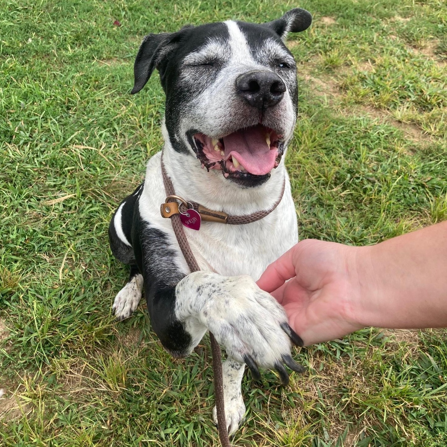 Enlarge Dexter, a Adoptable Mixed Breed in Mishawaka, IN image 6/6