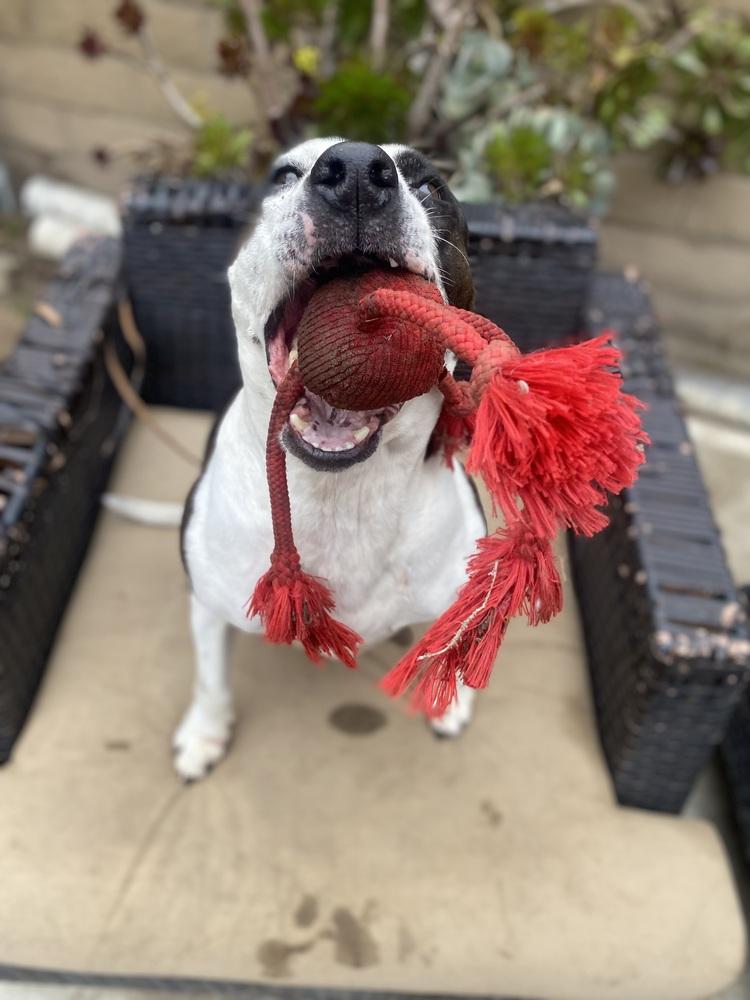 Enlarge Lucy, a Adoptable Pit Bull Terrier in Canyon Country, CA image 1/4