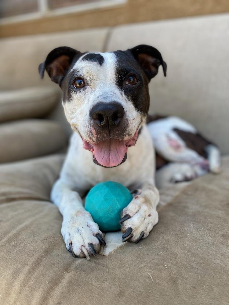 Lucy, Adoptable, Adult Female Pit Bull Terrier.
