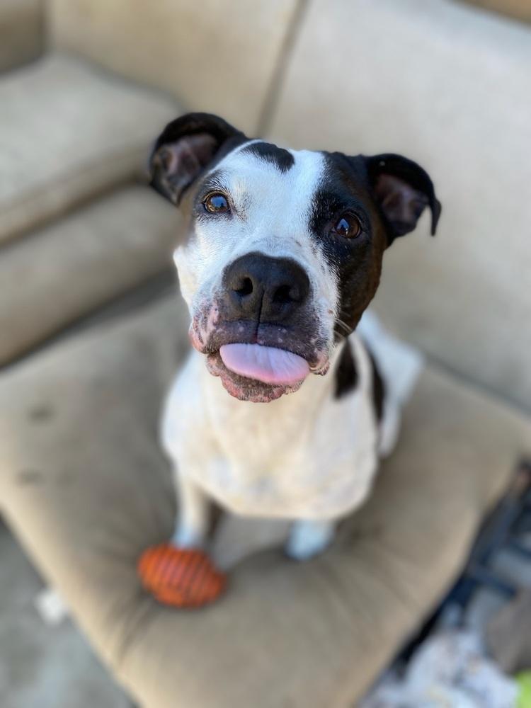 Enlarge Lucy, a Adoptable Pit Bull Terrier in Canyon Country, CA image 3/4