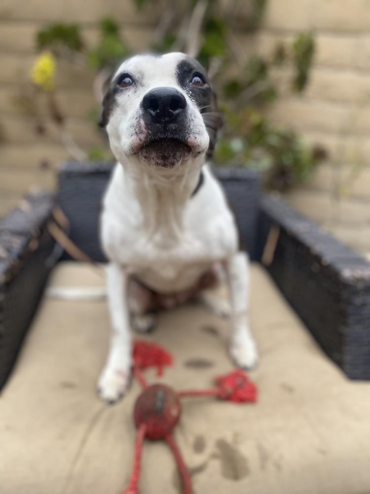 Enlarge Lucy, a Adoptable Pit Bull Terrier in Canyon Country, CA image 4/4