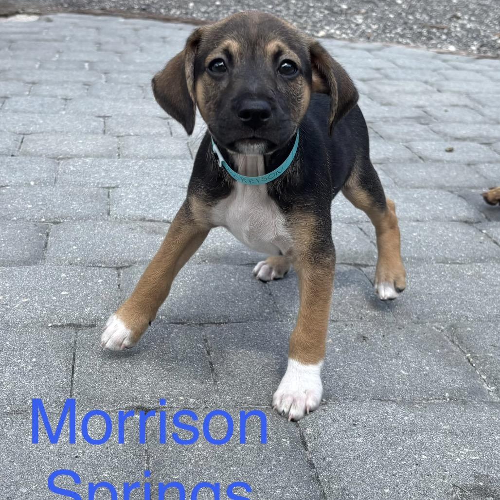Enlarge MORRISON Springs, a Adoptable Chihuahua in Wellington, FL image 2/2