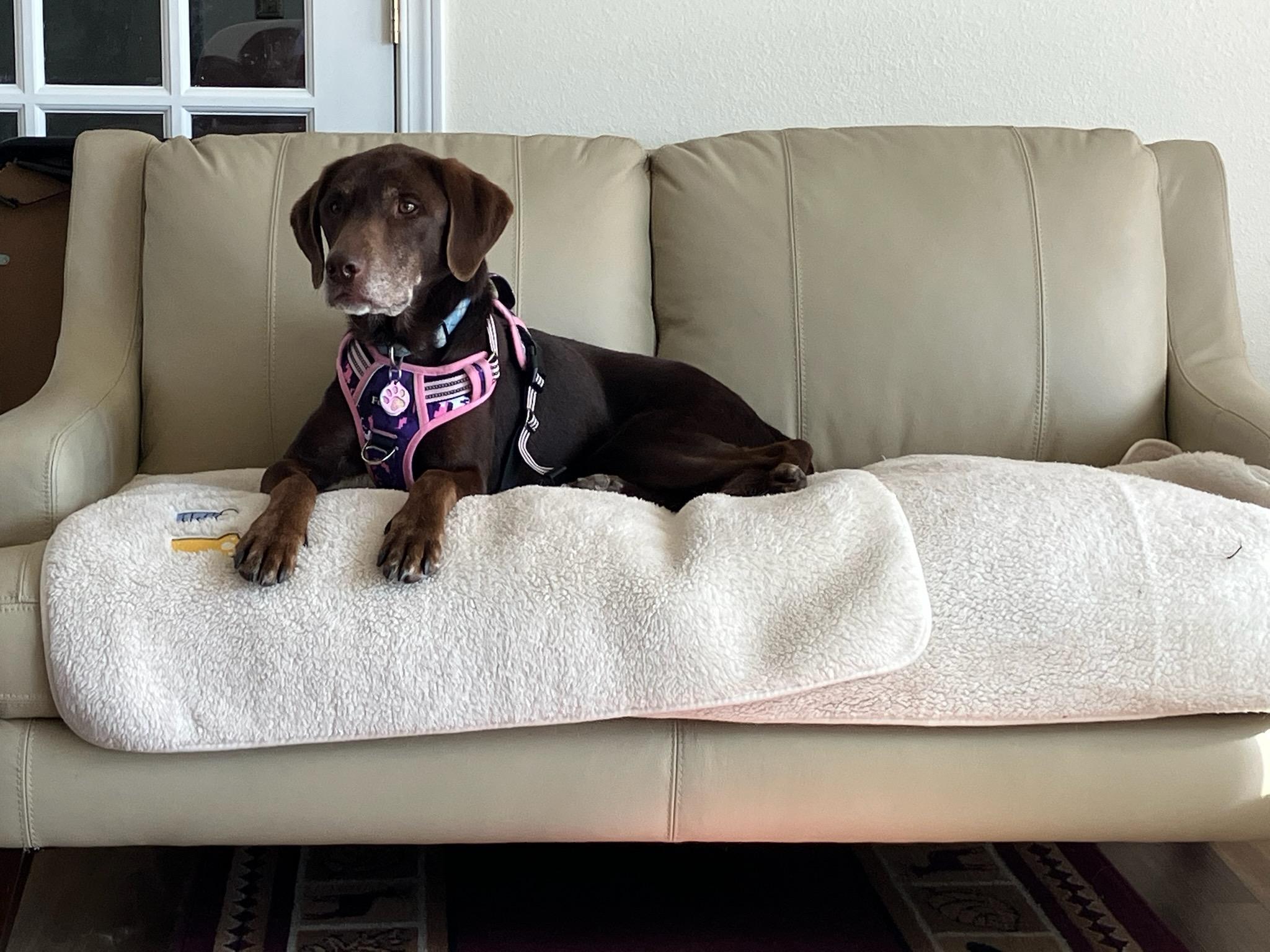 Bella, ADOPTABLE, Senior Female Affenpinscher.