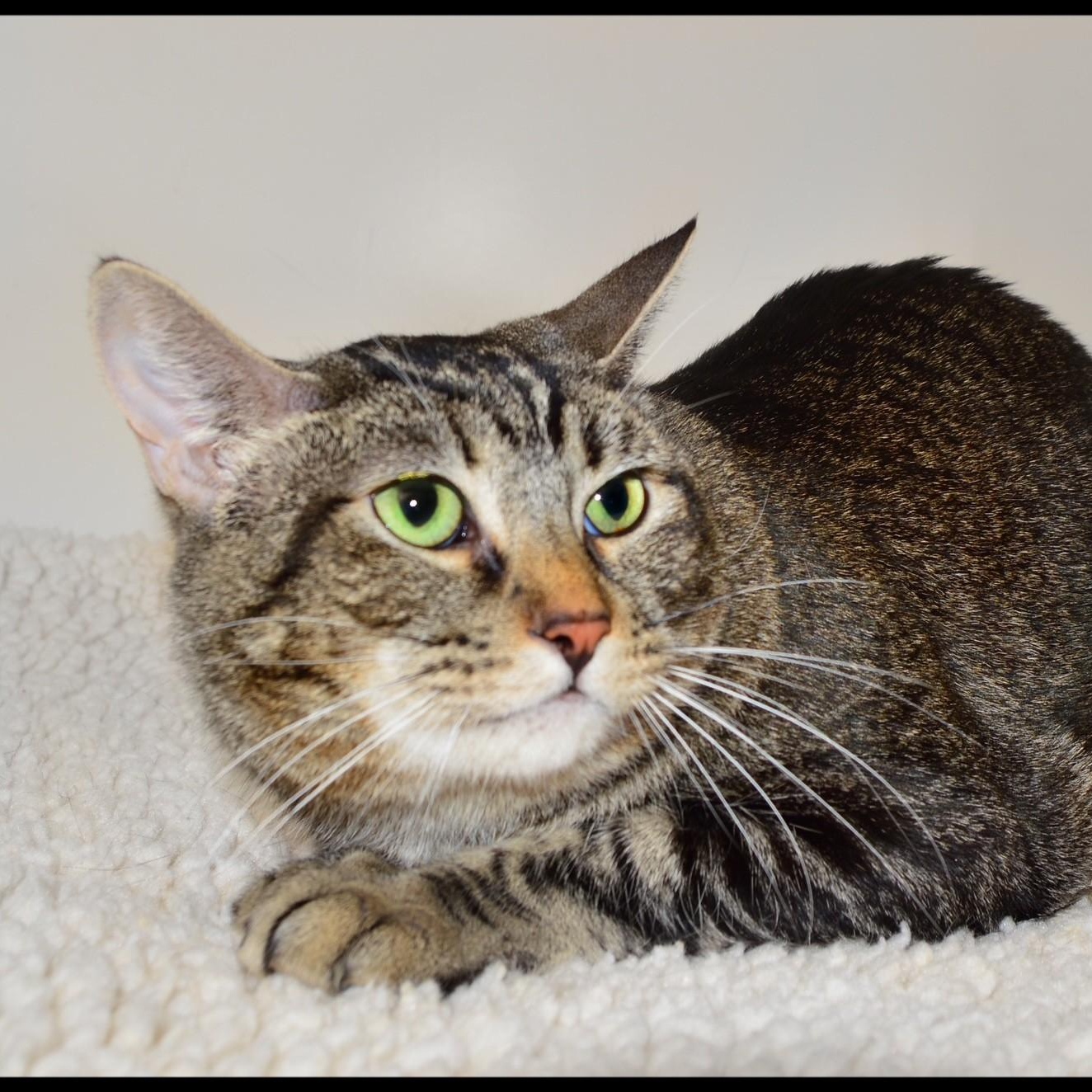 Trish, ADOPTABLE, Adult Female Tabby.