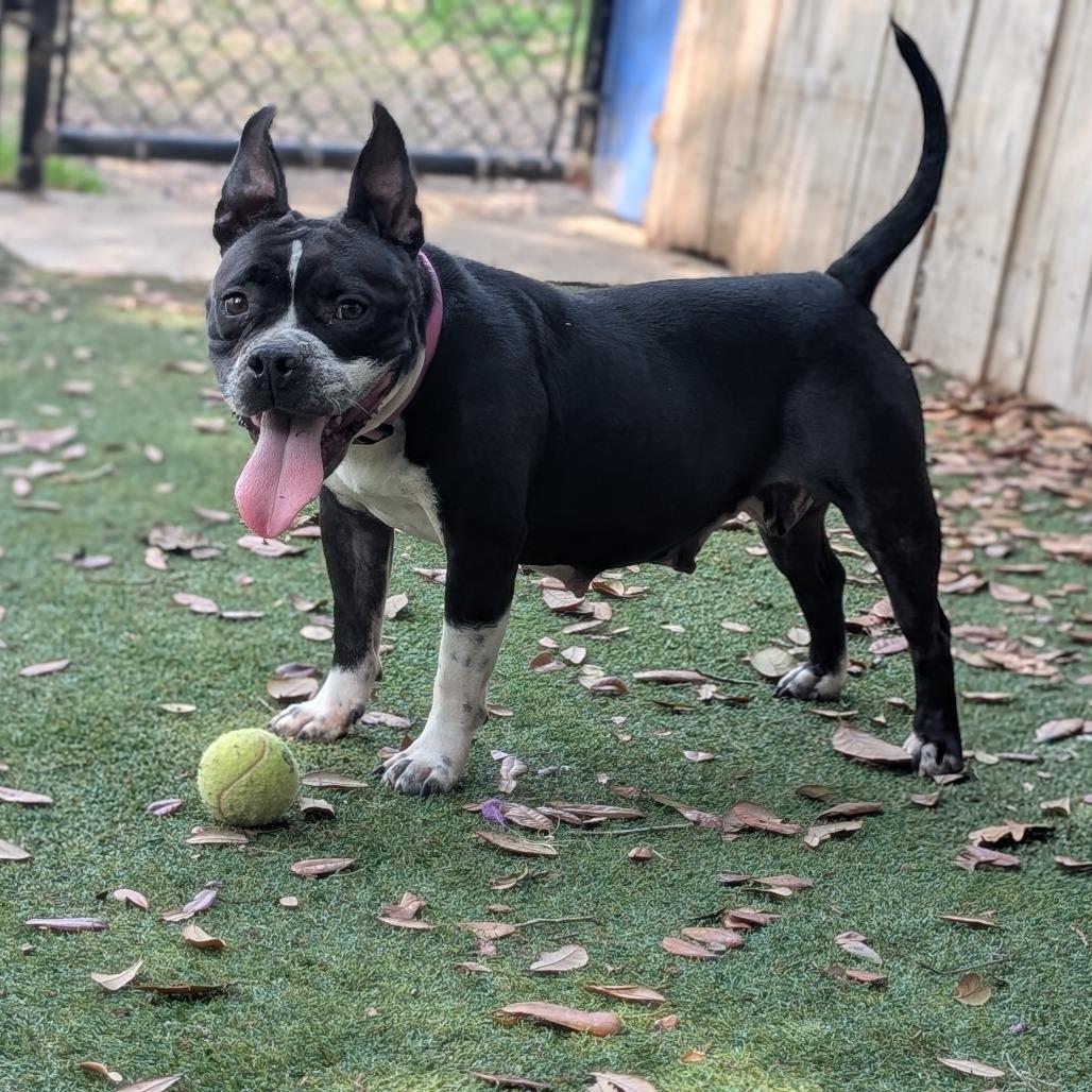 Princess Wiggles — thumbnail 2