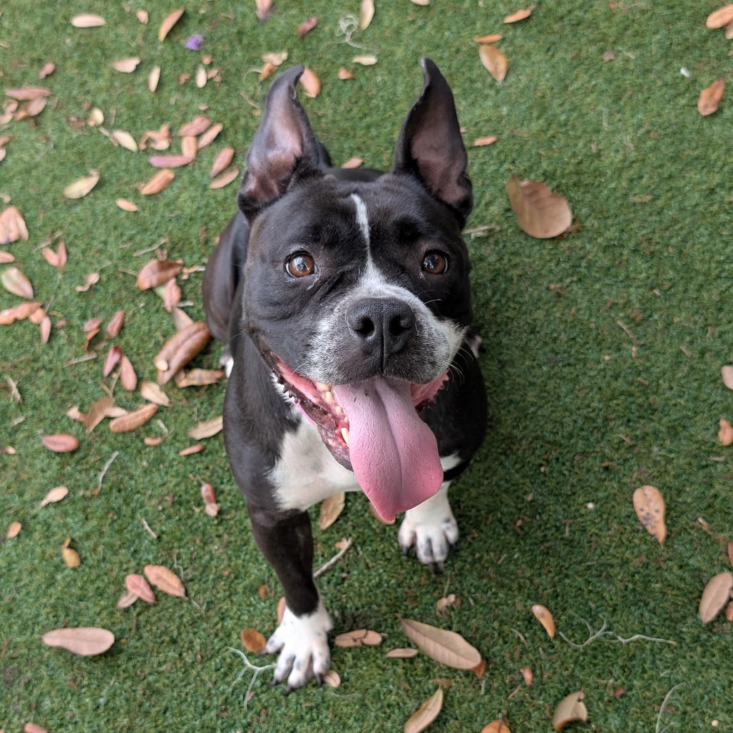 Princess Wiggles — thumbnail 3