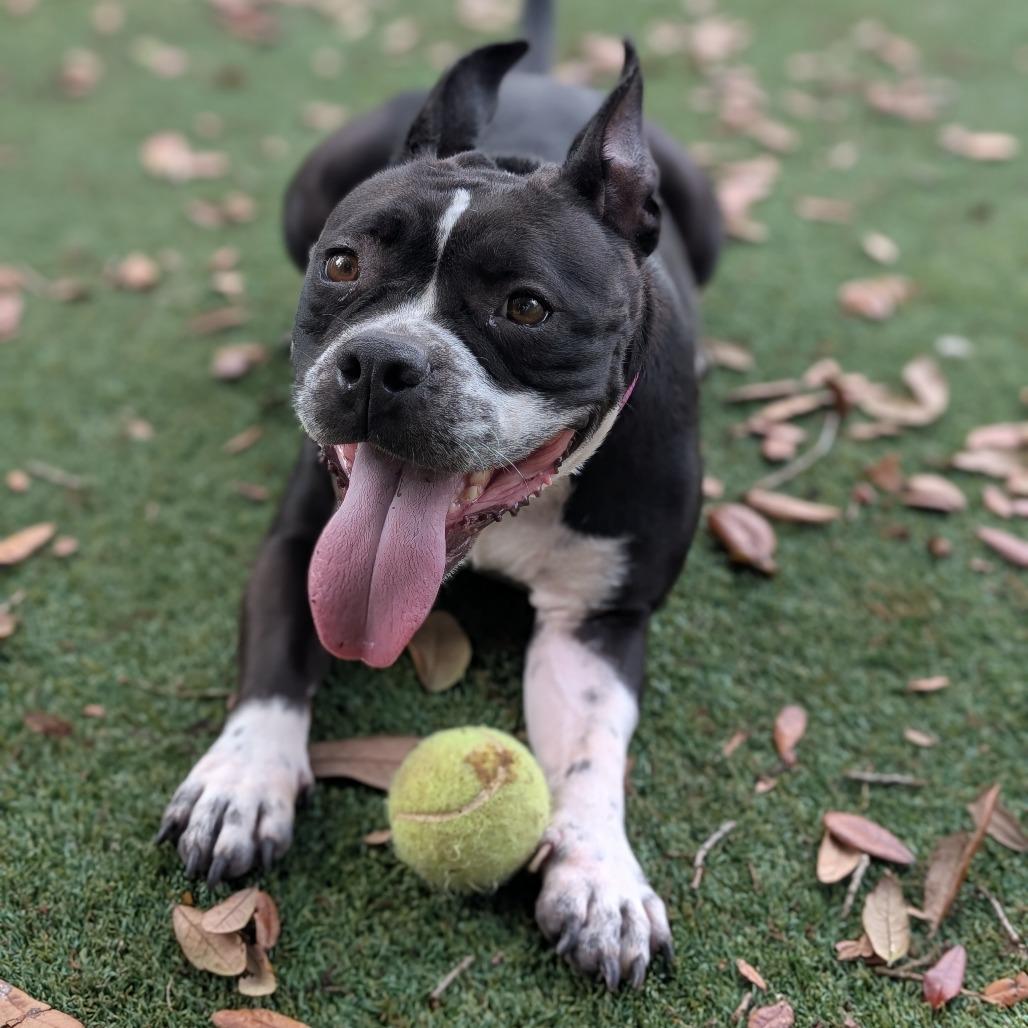 Princess Wiggles — thumbnail 5