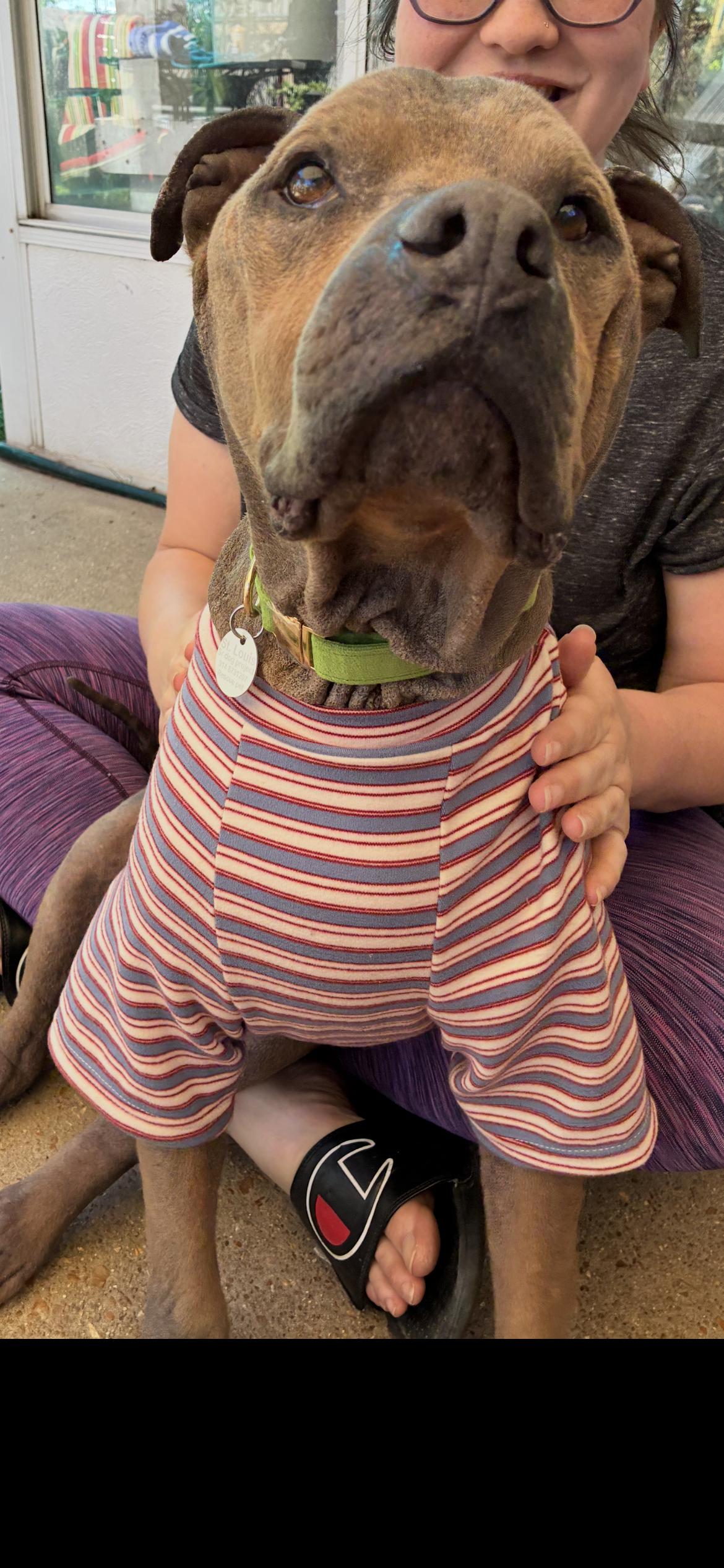 Enlarge Norm - best guy ever , a ADOPTABLE mixed breed in Saint Louis, MO image 3/4