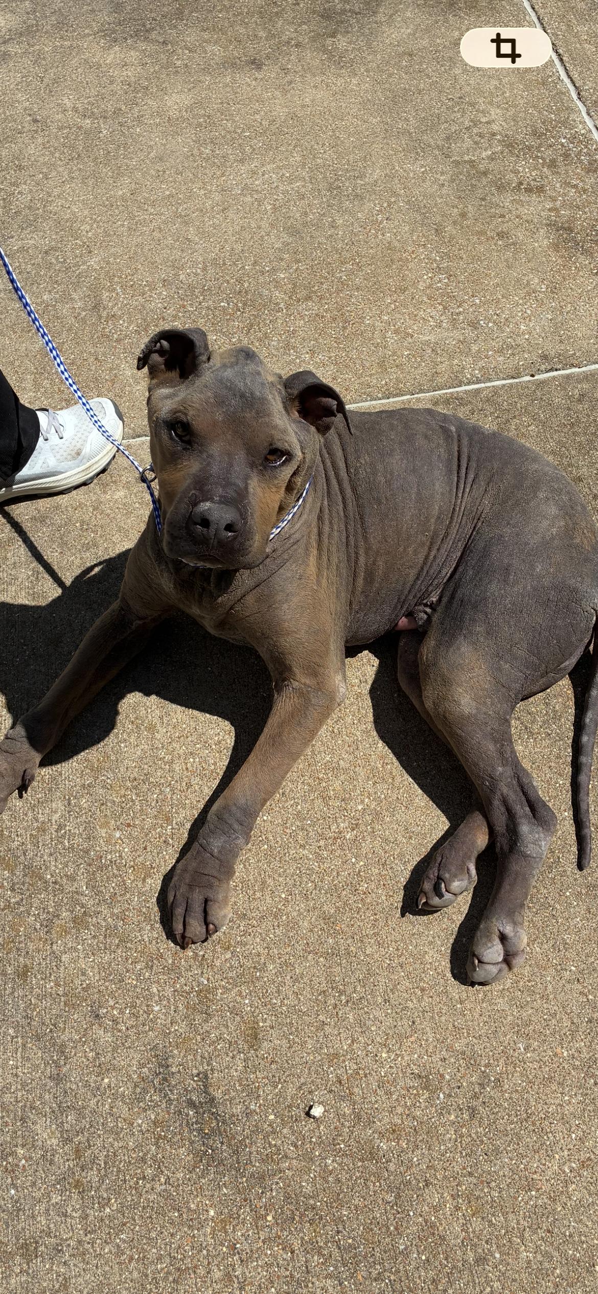 Enlarge Norm - best guy ever , a ADOPTABLE mixed breed in Saint Louis, MO image 2/4