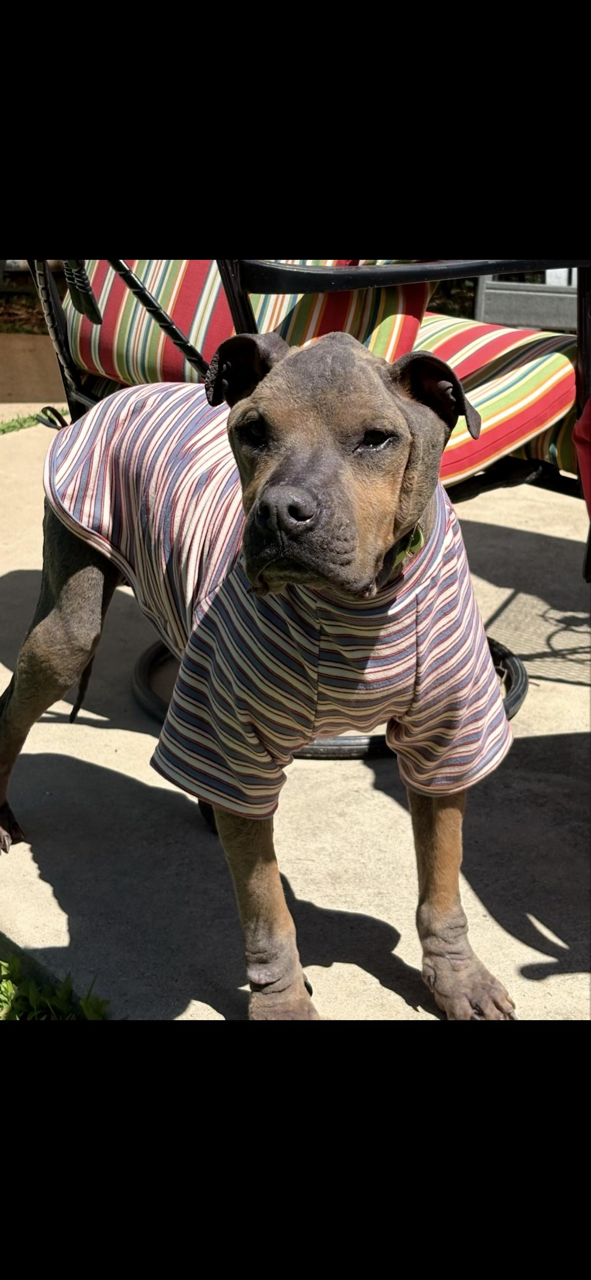 Enlarge Norm - best guy ever , a ADOPTABLE mixed breed in Saint Louis, MO image 4/4