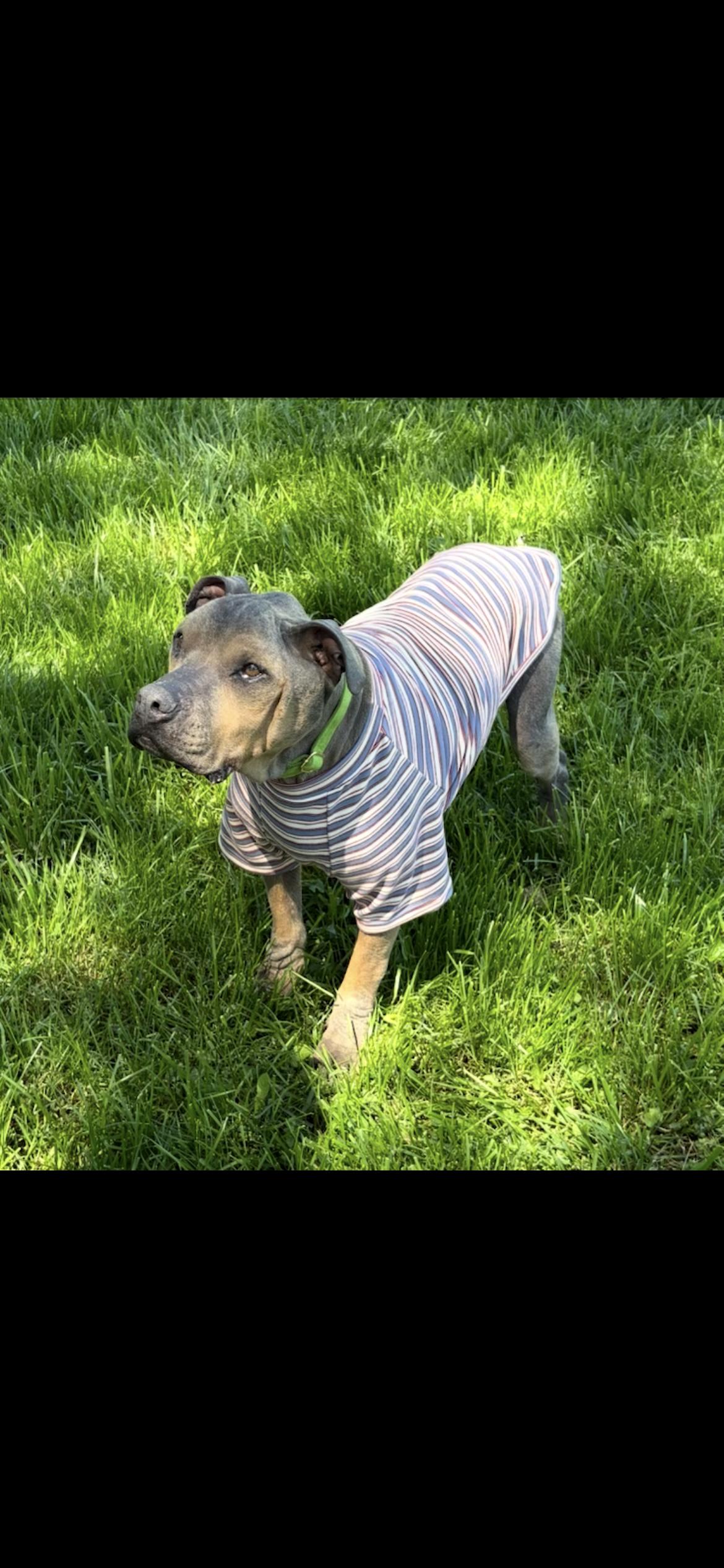 Norm - best guy ever , ADOPTABLE, Senior Male Pit Bull Terrier.