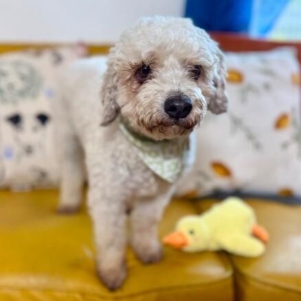 Bailey — thumbnail 2