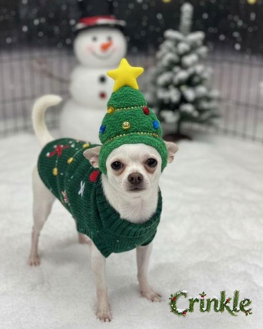 Enlarge Crinkle, a Adoptable mixed breed in Princeton, BC image 1/1