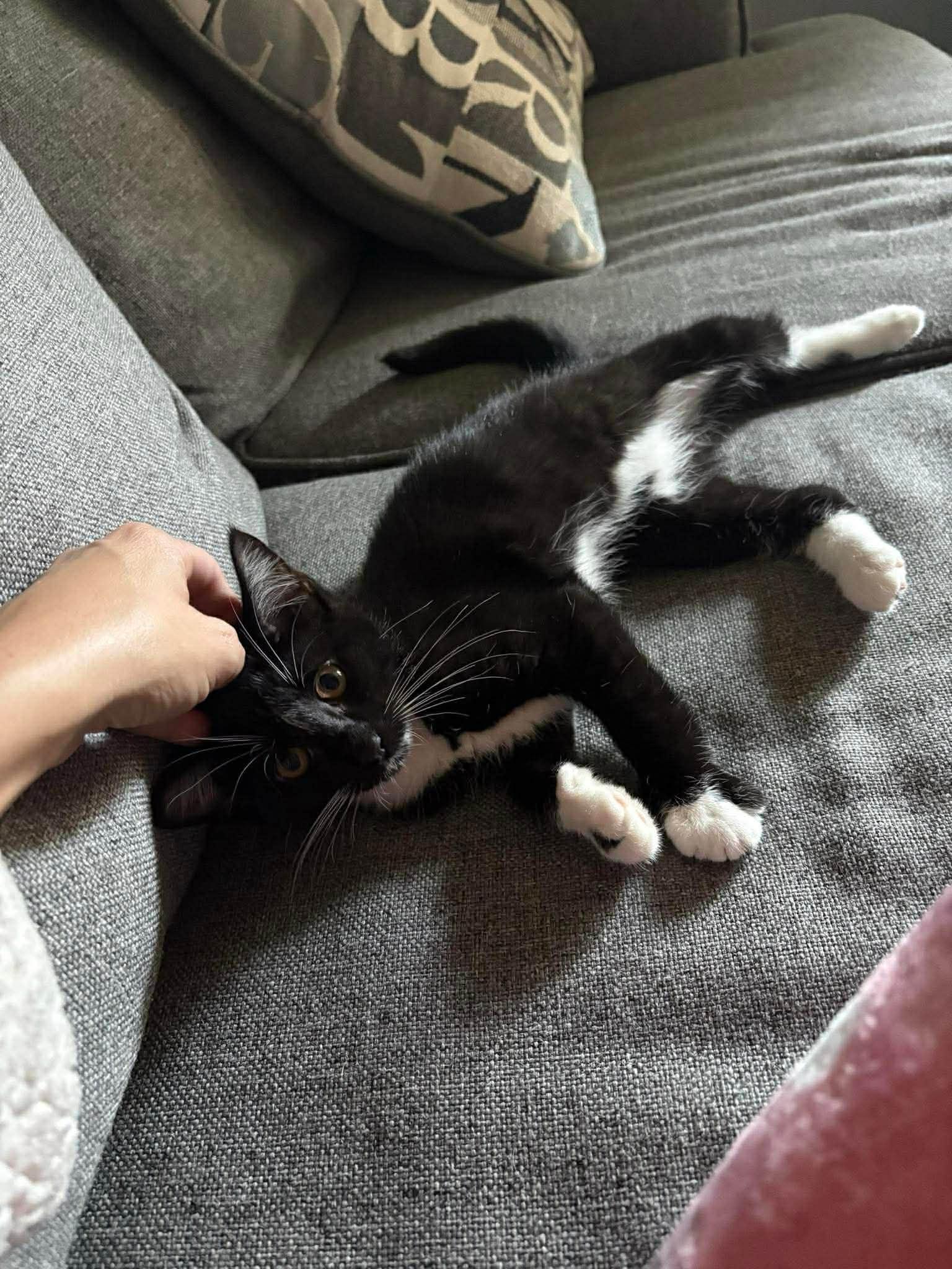 Snickers, adopted, Young Male Tuxedo.