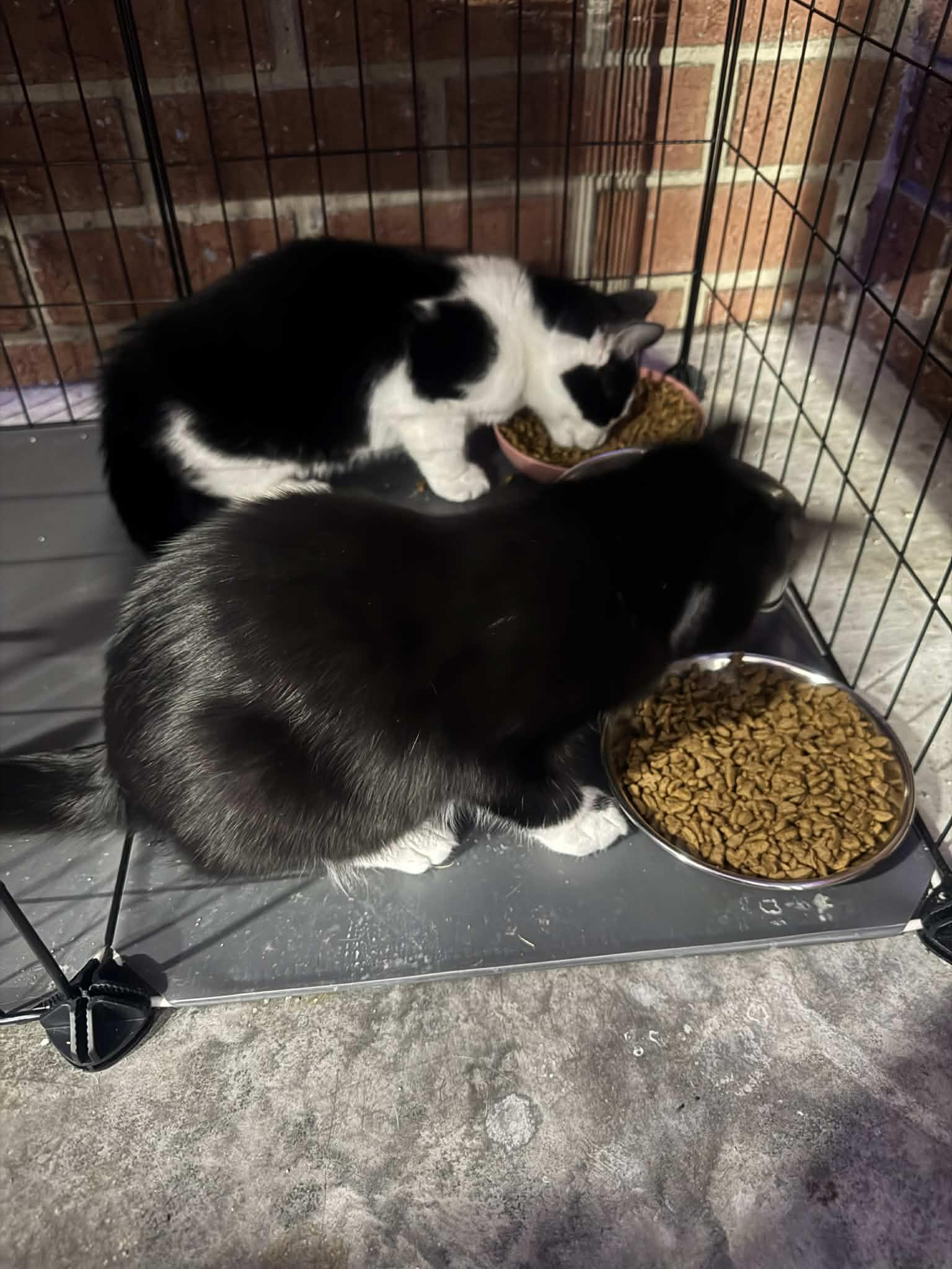 Snickers, Adoptable, Young Male Tuxedo.