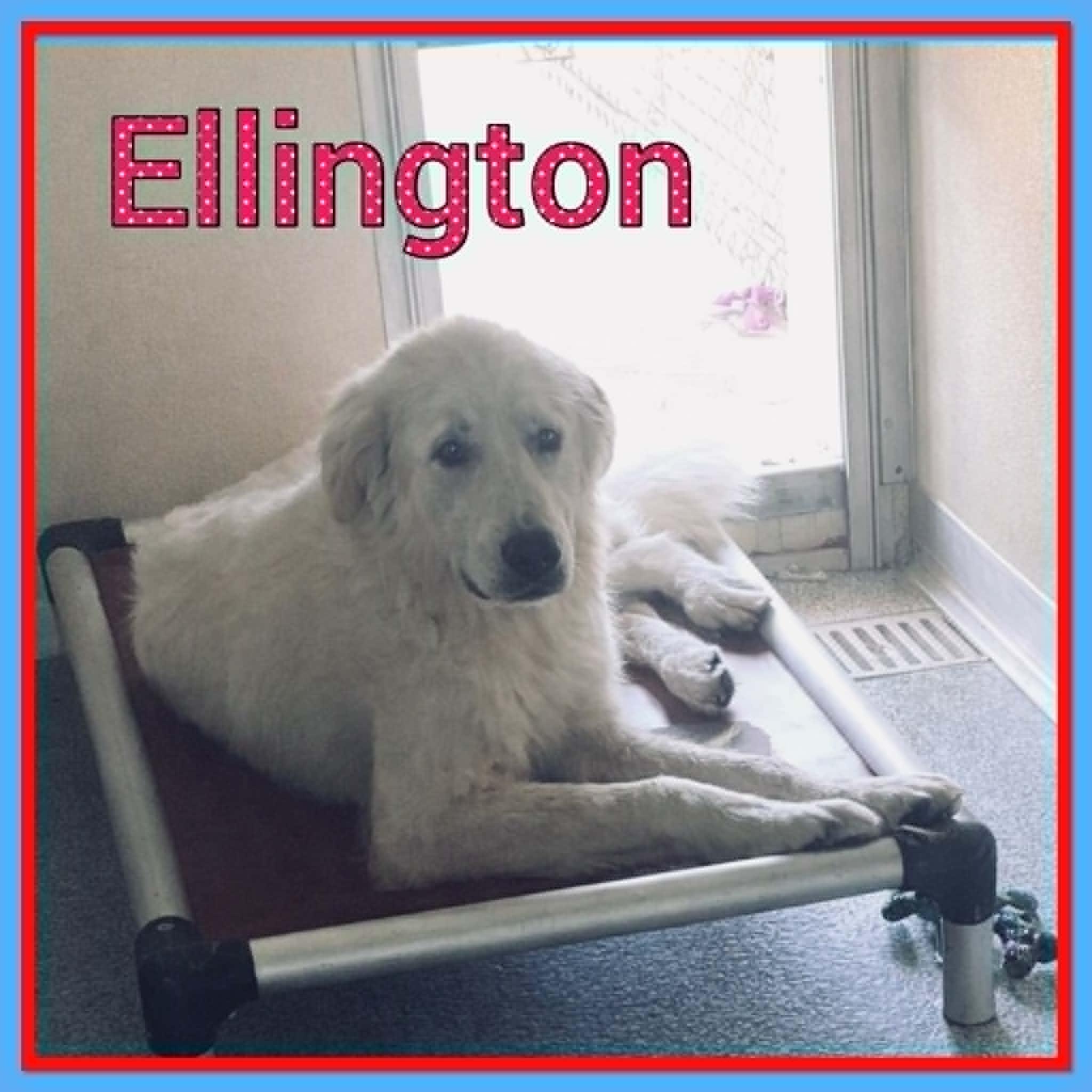 Ellington, Adopted, Adult Male Great Pyrenees & Mixed Breed.