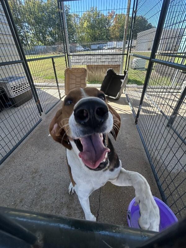 Bozo 10-23-2026, Adoptable, Adult Male Treeing Walker Coonhound.