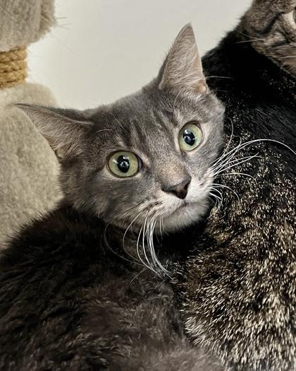 Stellar, Adoptable, Adult Female Domestic Short Hair & Domestic Short Hair.