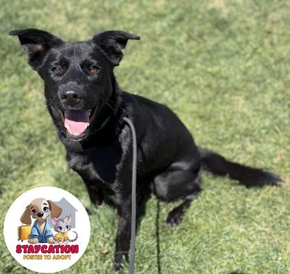 Coco, Adoptable, Adult Female Shepherd & Mixed Breed.