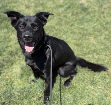 Enlarge Coco, a Adoptable mixed breed in Phoenix, AZ image 1/2