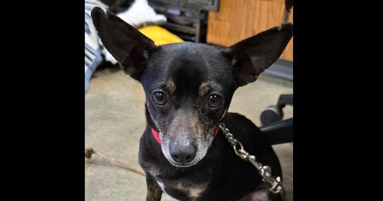 Enlarge Brutus, a Adoptable mixed breed in Papillion, NE image 1/1