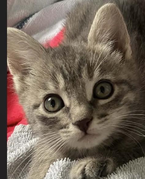 Thumbelina, adopted, Young Female Domestic Short Hair.